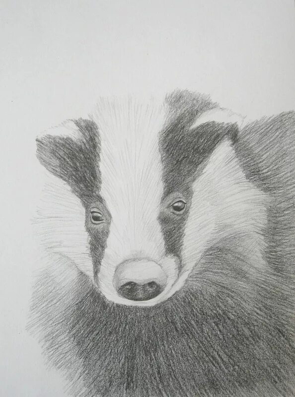 барсук милый рисунок. барсук для срисовки. барсук рисунок карандашом. барсук рисунок карандашом. барсук раскраска.