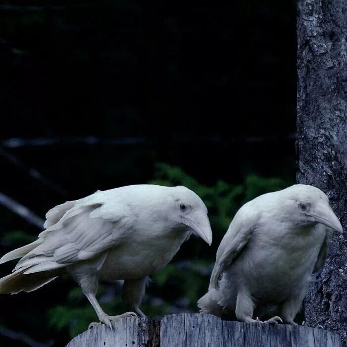 Птица объявится белая ворона. Галка альбинос. Стервятник альбинос. Ворон альбинос. Белый Воробей альбинос.