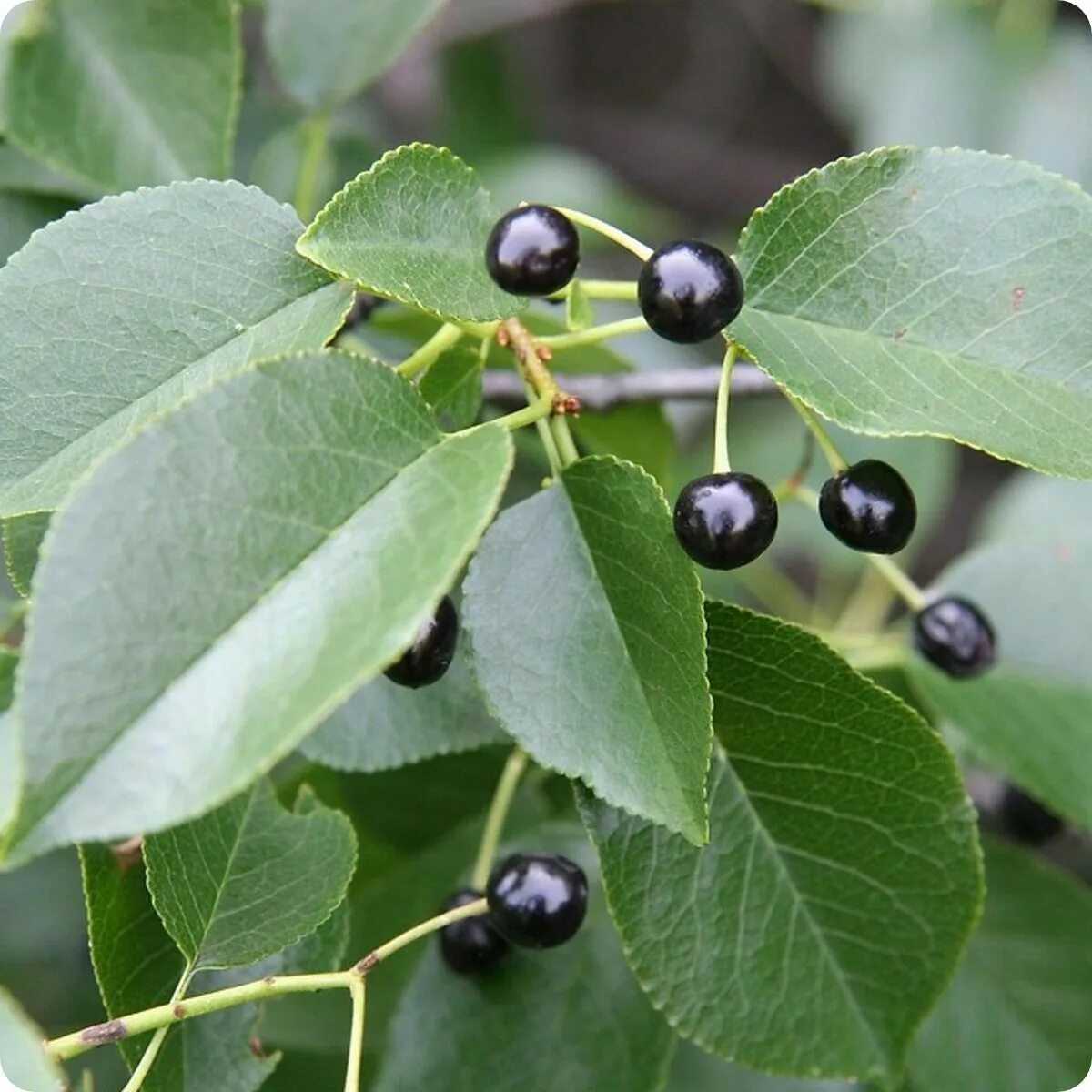 Черемуха антипка (Prunus mahaleb. Черемуха антипка магалебка. Прунус махалеб. Махалебка обыкновенная вишня антипка. Черная мелкая ягода