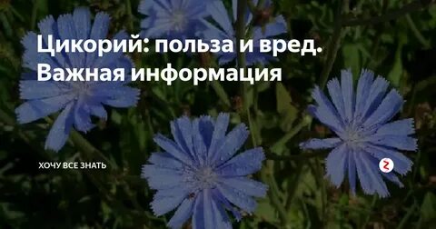 Вред цикория для организма здоровья человека