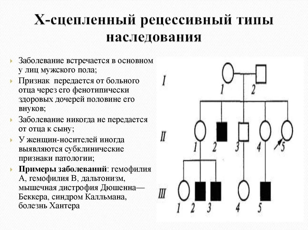 Наследование по отцу семья. Х сцеплен Рецессивеый Тип наследования родословные. Х сцепленный рецессивный Тип наследования. Х рецессивный Тип наследования родословные. Родословные при рецессивном х-сцепленном наследовании признаков.