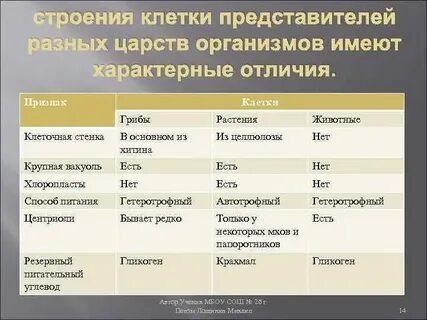 Строение клеток организмов разных царств таблица