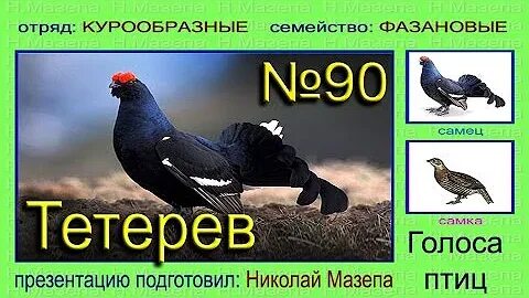 Ударение в слове тетерев