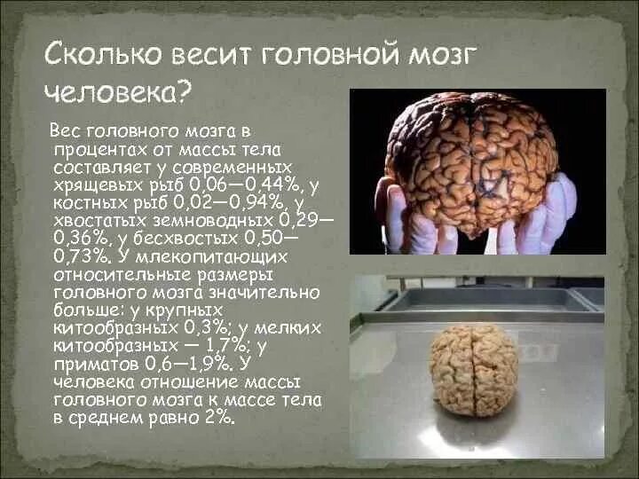 1 масса головного мозга. Масса головного мозга. Вес головного мозга человека. Сколько вести челочечиский мозг.