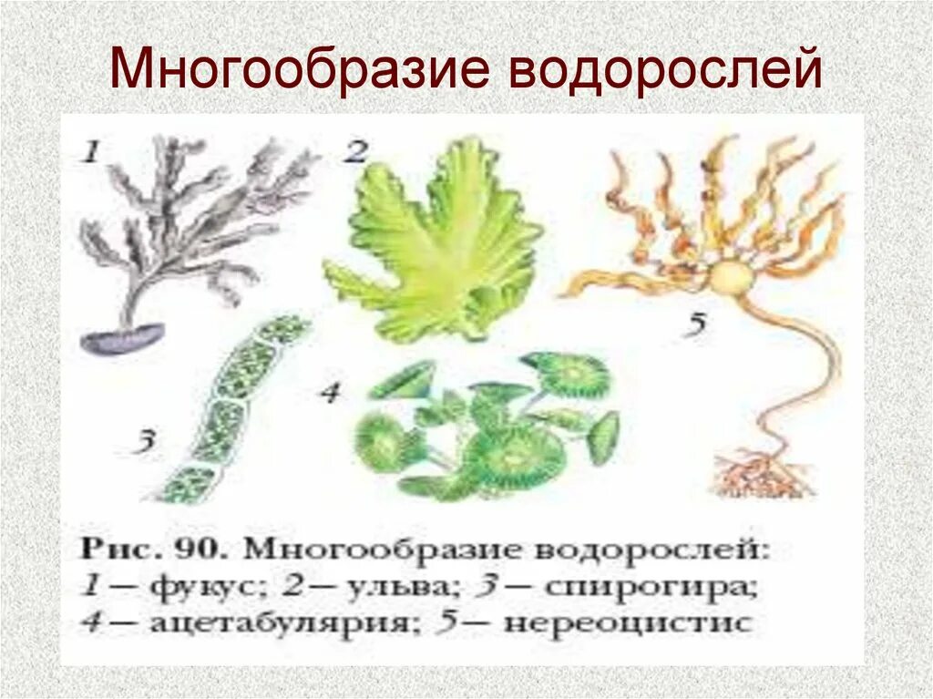 Возраст водоросли