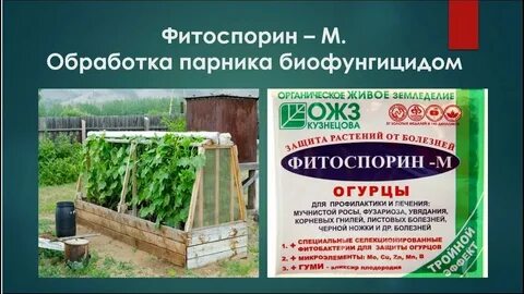 Фитоспорин для обработки почвы в теплице осенью