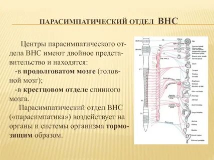 Центры парасимпатической нервной системы находятся в