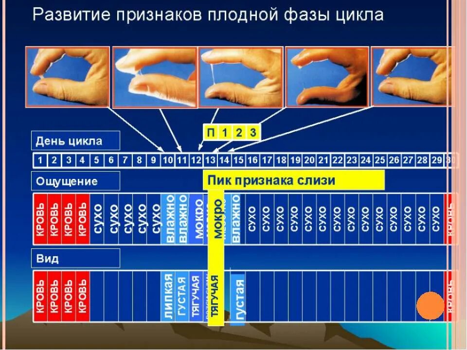 При приеме противозачаточных овуляция. Овуляционный метод Биллингса. Метод Биллингса предохранения. Симптотермальный метод предохранения таблица. Определение овуляции по цервикальной слизи.