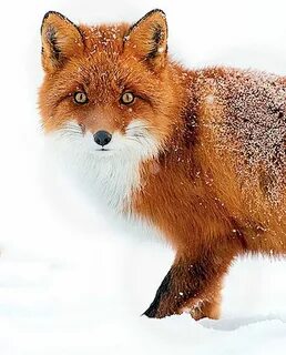 Russian fox