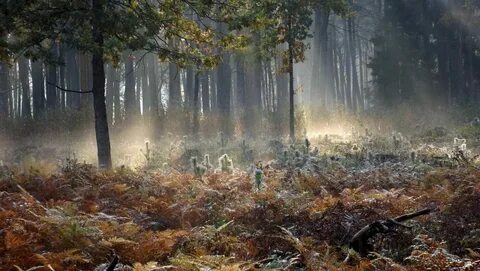 Шумит глухой лес