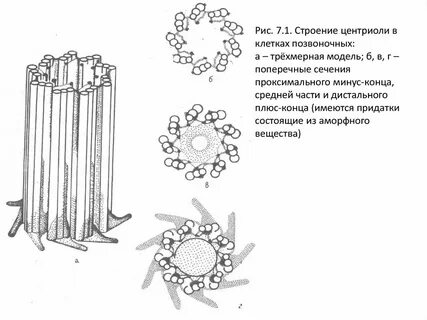 Клеточный центр микротрубочки