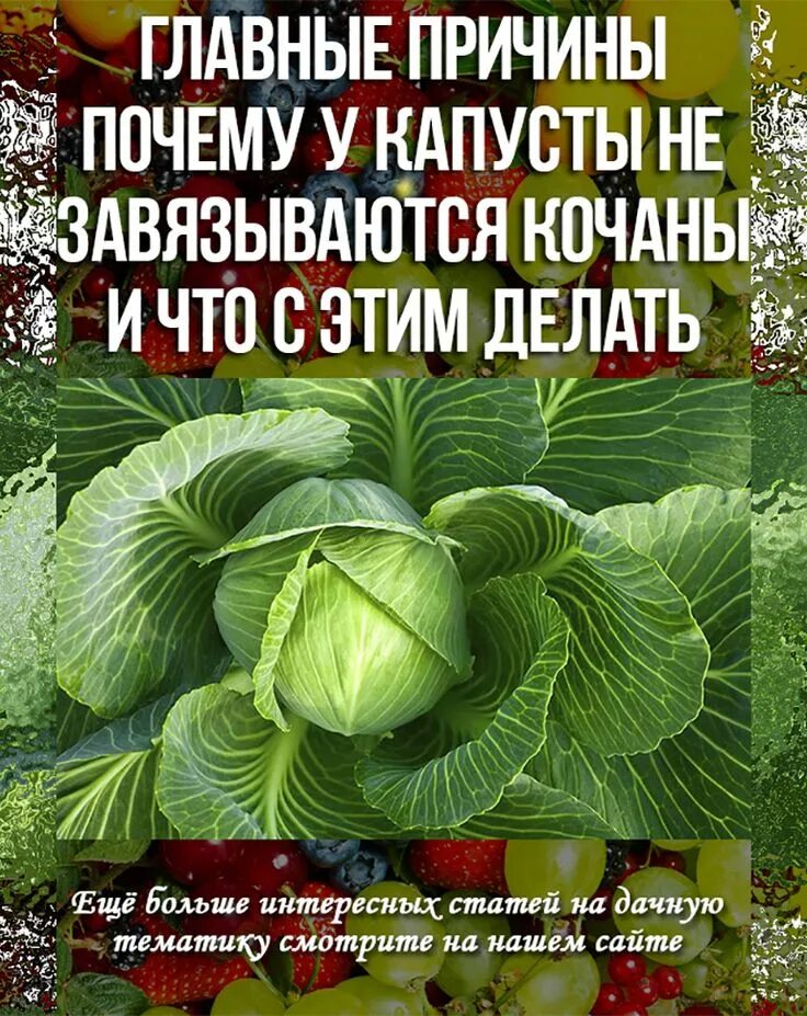 Что сделать чтобы капуста завязалась в кочан. Капуста не завязывается в кочан. капуста высокая листовая. цветная капуста завязь кочанов. плохо завязываются кочаны у капусты.