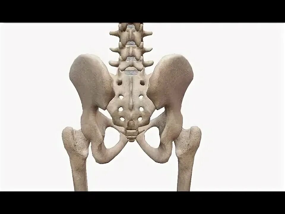 Строение крестцово подвздошного сочленения. Крестцово копчиковый сустав анатомия. Соединение крестцово-подвздошный сустав анатомия. Крестцово-подвздошный сустав анатомия. Таз и крестцово-подвздошные суставы.