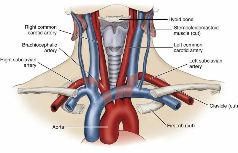 Яремная артерия где находится. Подключичная артерия и Вена. Подключичная артерия и Вена анатомия. Подключичная Вена анатомия топография. Подключичная Вена Неттер.