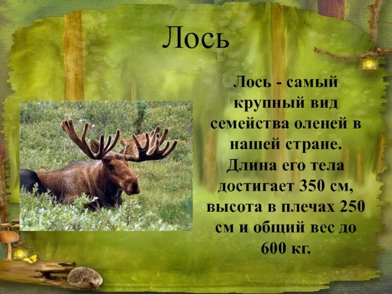 Проект лось. Лось самый крупный вид семейства оленей. обитатели леса башкортостана. животные башкортостана презентация. лось презентация для детей.