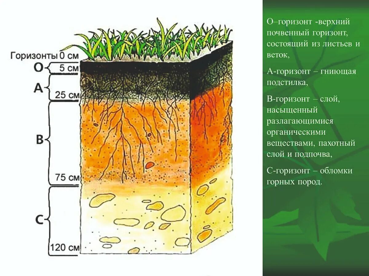 Земля это какой грунт. Строение почвы почвенные горизонты. Структура почвы почвенные горизонты. Слой почвенного горизонта. Почвенный профиль гумусовый Горизонт.