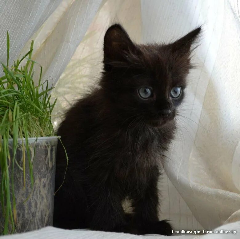 Черный котенок. Котёнок чёрный пушистый с голубыми глазами. Черный пушистый котенок в добрые руки. Черный голубоглазый котенок. Черные котята в добрые