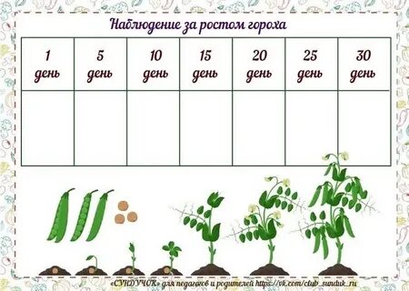 Рост растения таблица