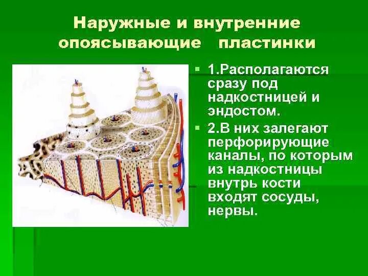 Наружные и внутренние пластинки. Наружная пластинка костей свода черепа это. Общие (генеральные) пластинки. Строение диплоэ. Наружные и внутренние пластинки.