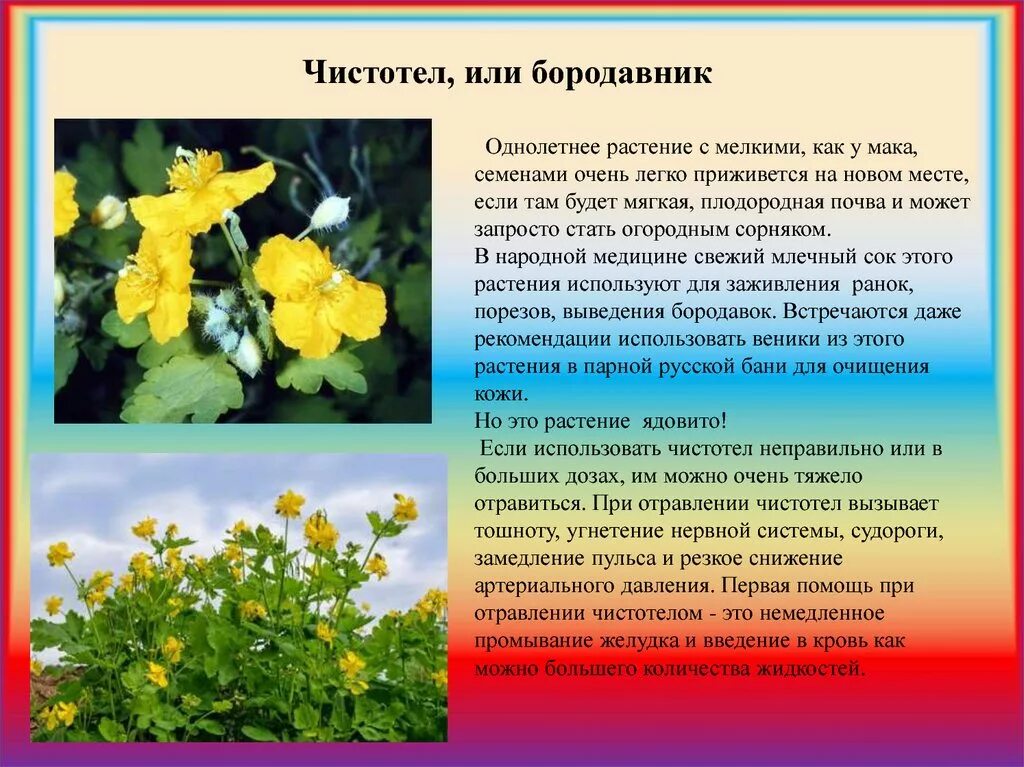 Чистотел. Чистотел бородавник. Чистотел ядовитый. Чистотел многолетнее или однолетнее растение.