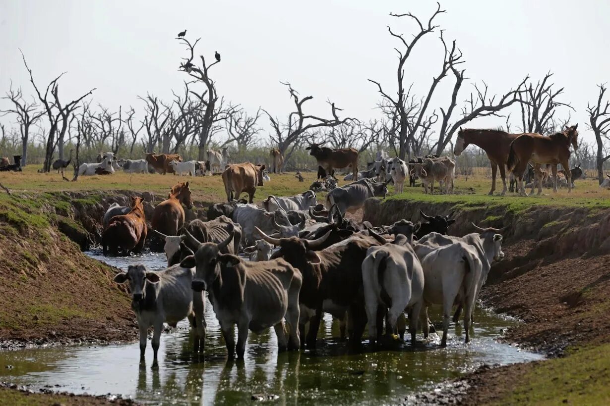 Засуха животные. Экология Бразилии.