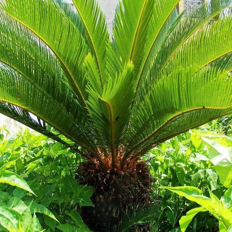 Саговниковые хвойные. Саговник саговая Пальма. Cycas revoluta. Пальма Цикас. Саговник поникающий.