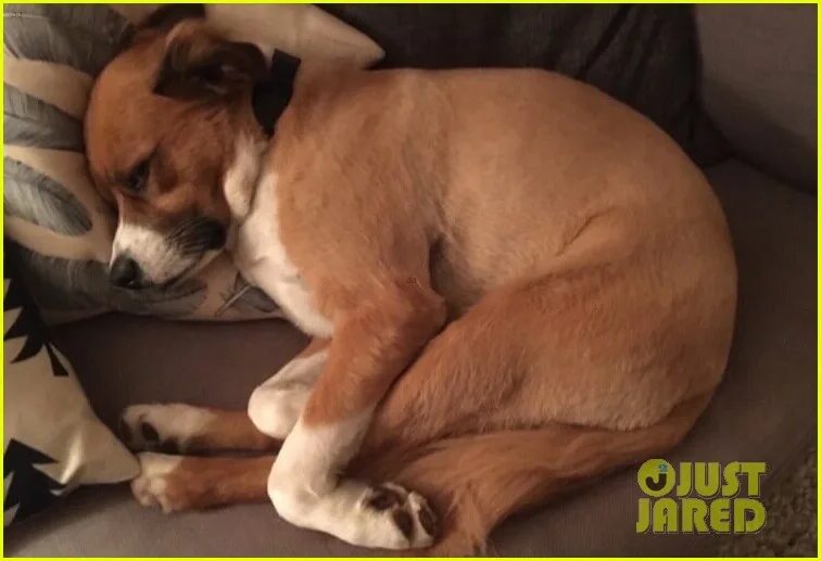 Dog chris. Dog chris. Dog chris. Доджер собака. Dog chris.