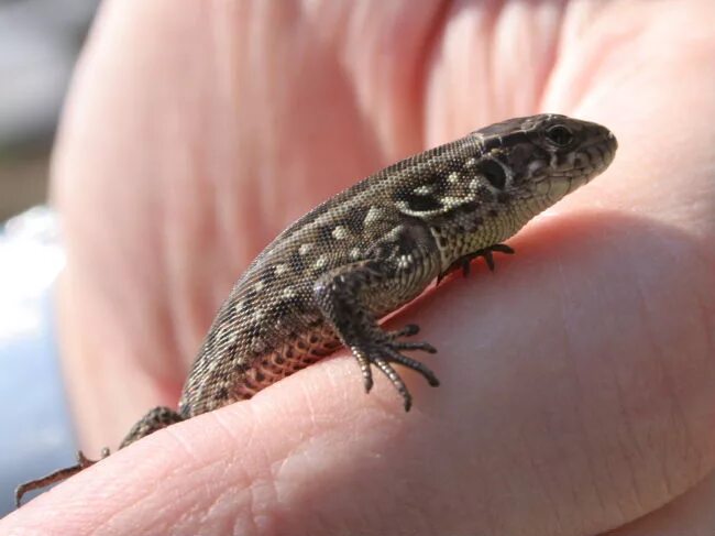 каскоголовый сцинк. маленькая ящерица 6. маленькая ящерица 6. карликовый геккон (sphaerodactylus ariasae). самые маленькие ящерицы на продажу.