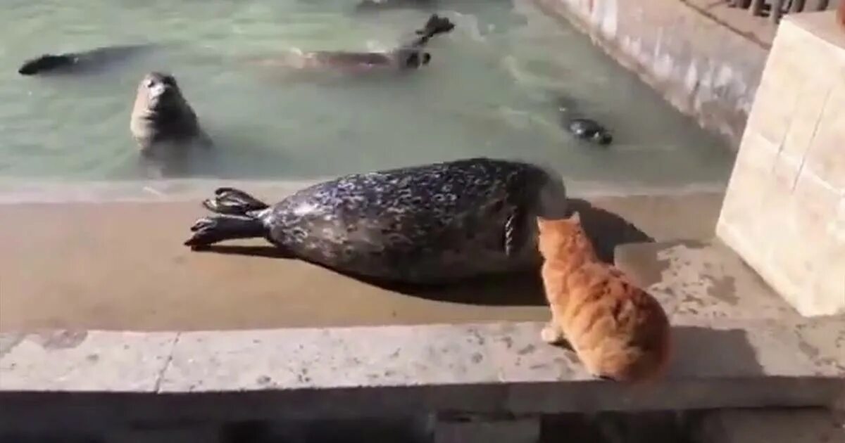 Морской котик бьет другого фото