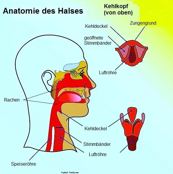 Anatomie d une chute