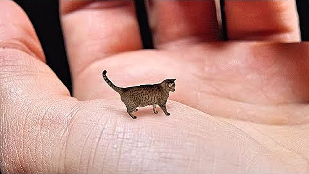 Микро стал. Мистер Пиблз котик. Самая маленькая кошка. Самые бравенькие котики. Самый маленький кот в мире.
