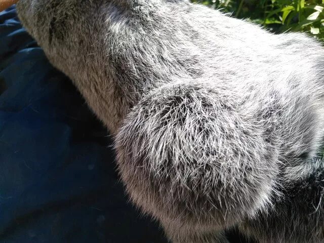 Липома у собак и кошек- перевод из SMALL ANIMAL DERMATOLOGY A COLOR ATLAS AND TH