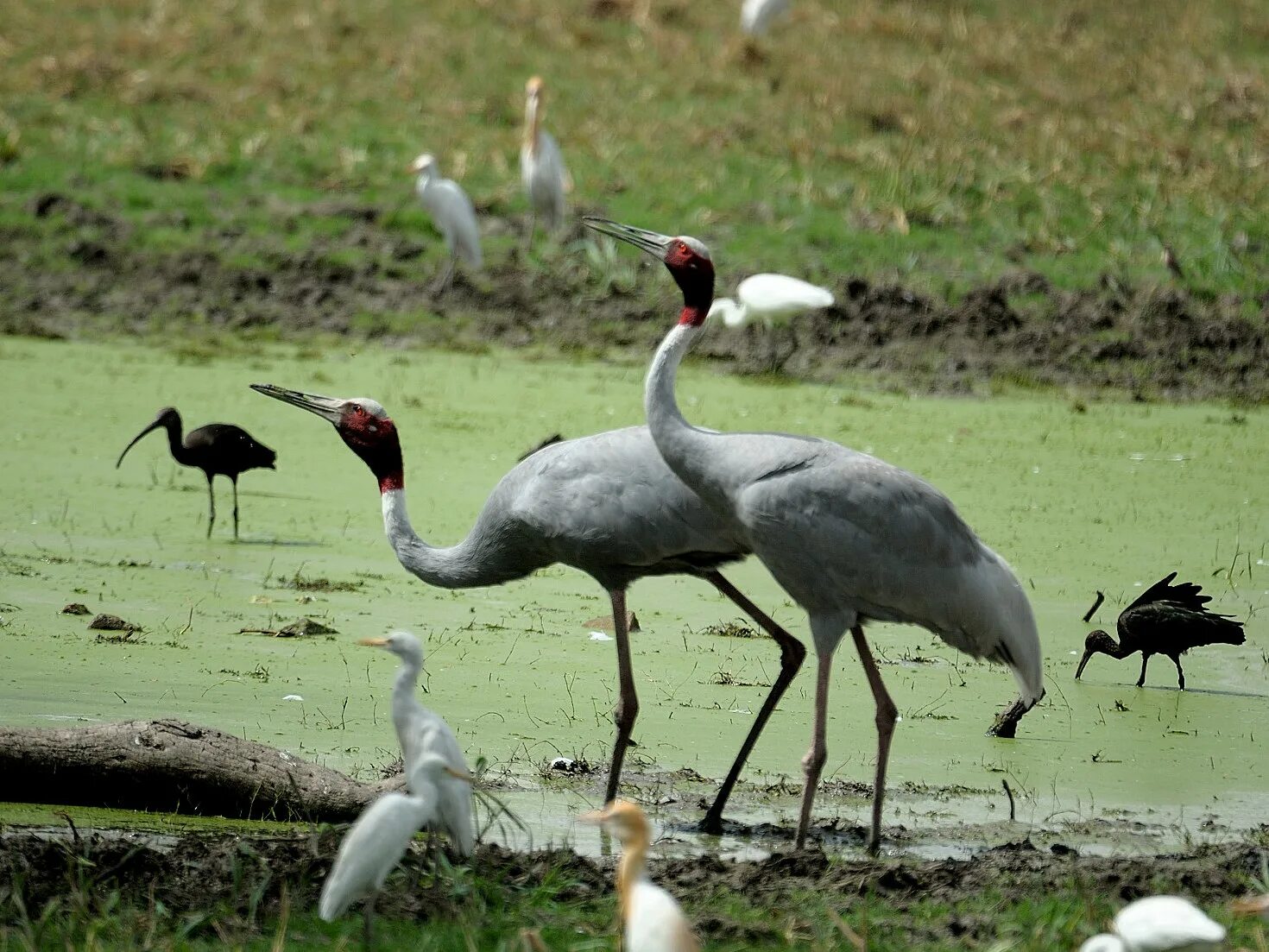 National wildlife. Кеоладео. Фауна Индии. Национальный парк Казара. Национальный парк Бюкк птицы.