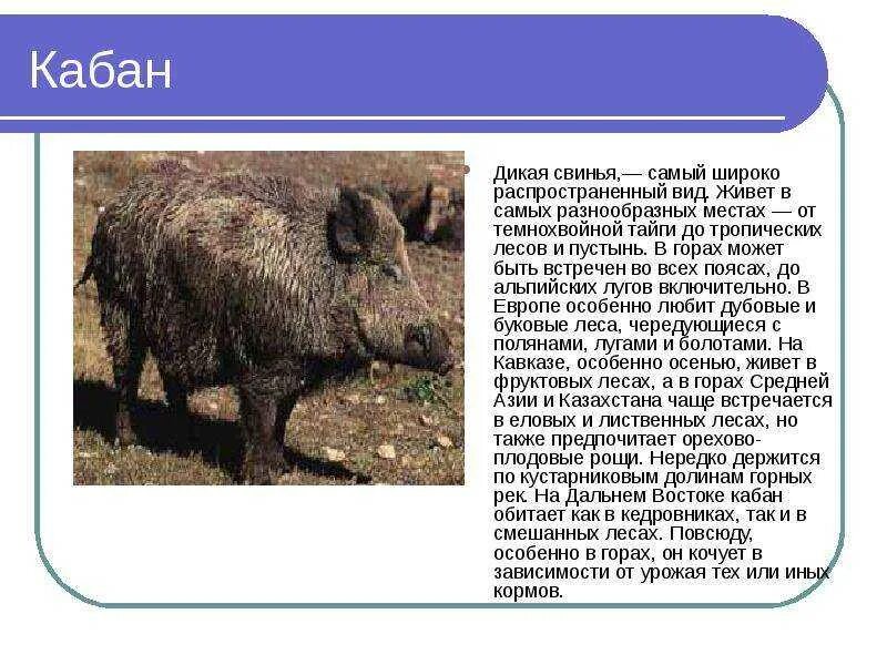 Дикий кабан описание. Дикий кабан описание. Кабан характер. Информация о кабане. Свинья по гороскопу характеристика.