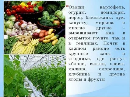 Из общей массы овощей завезенных