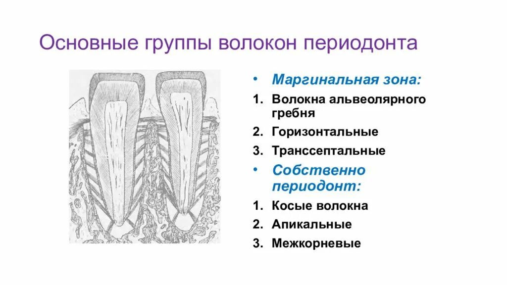 Анатомия периодонта зуба. Коллагеновые волокна периодонта. Периодонт волокна периодонта. Транссептальные волокна периодонта. Основные группы волокон периодонта.