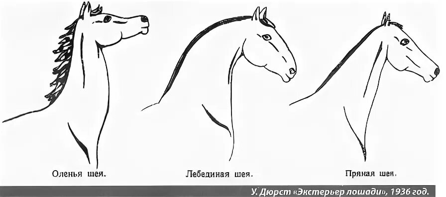 клиновидная форма головы у лошади. огэ по биологии задание с лошадью. размер головы лошади. постановка головы лошади. форма головы лошади прямая клиновидная.