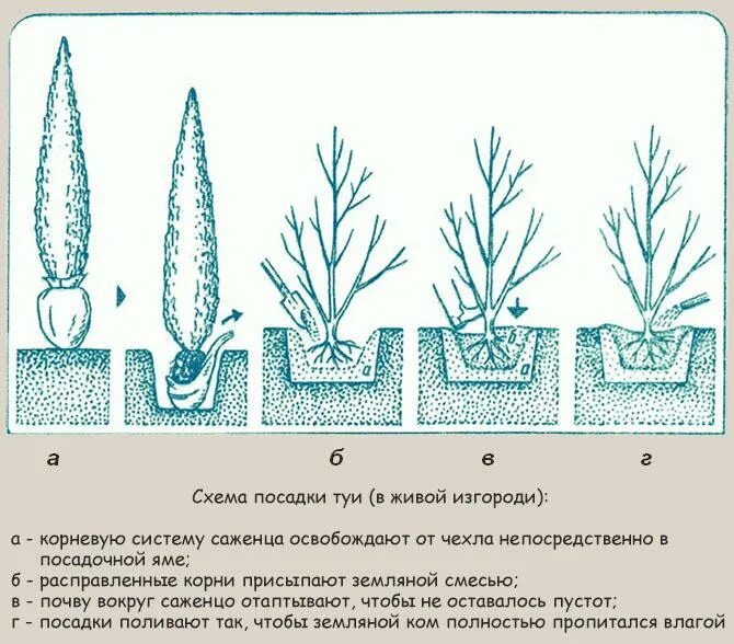 Как правильно посадки сделать. Схема посадки туи Смарагд. Корни туи Смарагд. Корневая шейка у туи Смарагд. Схема посадки кустарников в живую изгородь.