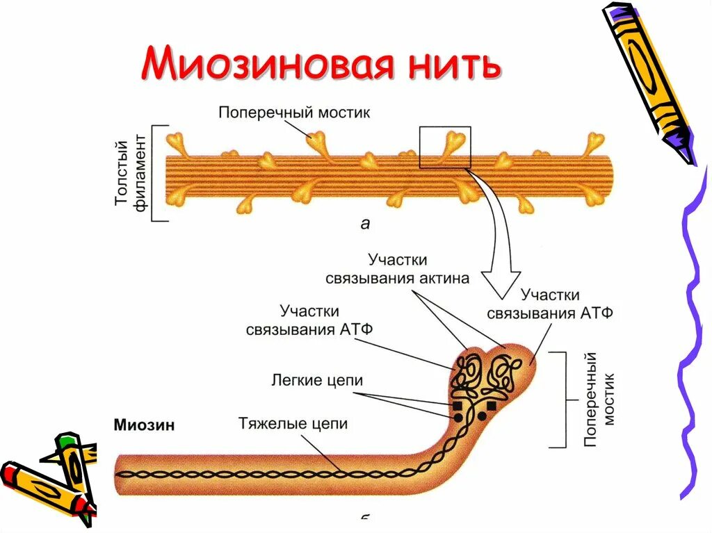 Состав актина. Строение миозиновых нитей. Строение миозиновой нити. Структура актина и миозина. Строение нити миозина.