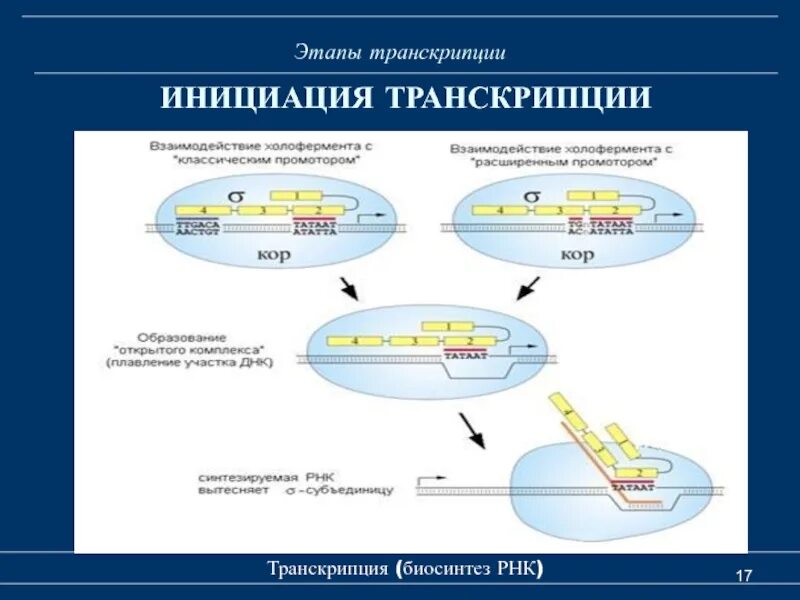 Терминация синтеза рнк. Этапы транскрипции инициация элонгация терминация. Инициация транскрипции биохимия. Транскрипция РНК инициация. Схема процесса транскрипции инициация.