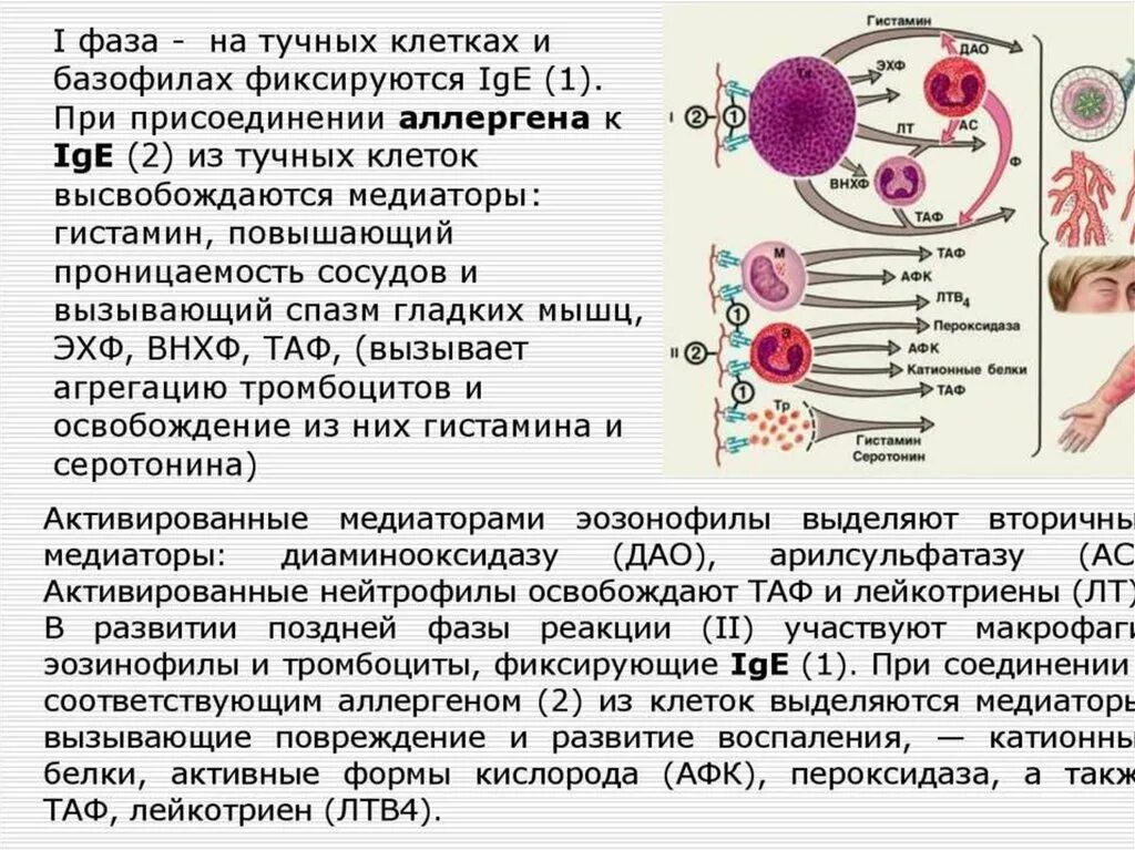 Причины аллергической реакции 1 типа. Аллергическая реакция 2 типа механизм развития. Причина развития аллергической реакции 1 типа. Клеточные механизмы развития аллергических реакций..