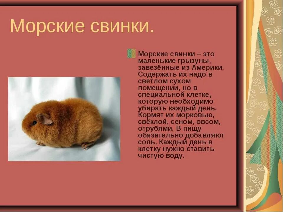 Рассказ о морской свинке. Морские свинки презентация. Морская свинка интересные факты для детей. Сочинение морская свинка. Морские свинки английский селф продолжительность жизни.