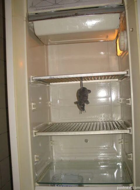 Пустой холодильник. Мышь повесилась в холодильнике. Пустой старый холодильник. Полупустой холодильник.