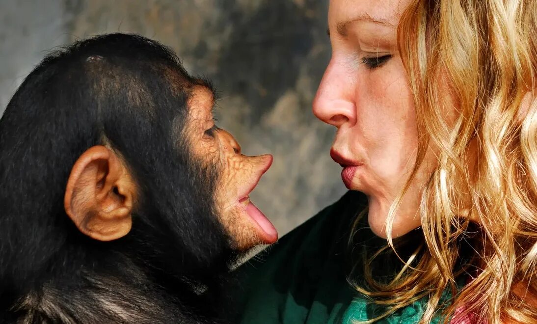 Мужчина обезьяна любовь. Девушка и шимпанзе. Женщина с обезьянкой. Шимпанзе и человек. Девушка мартышка.