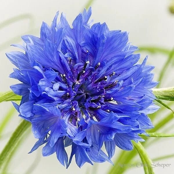 Голубая гвоздика Полевая. Гвоздики цветы синие. Гвоздика цветок синяя. Синие цветы похожие на гвоздики.