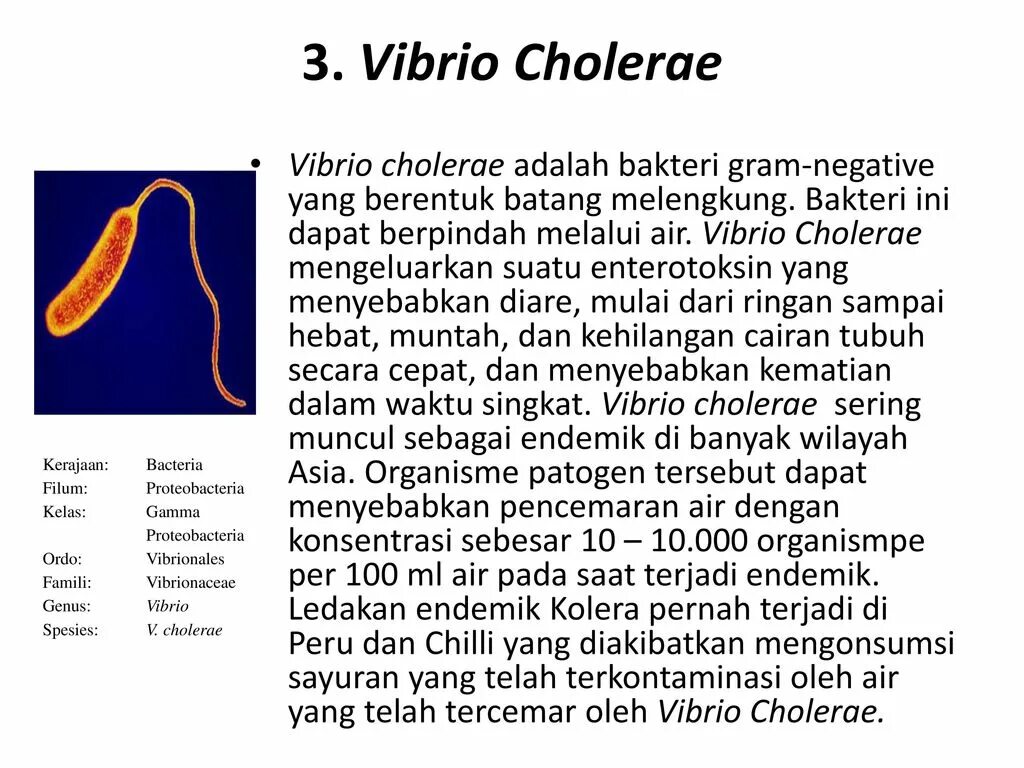 Известно что холерный вибрион вид подвижных. Vibrio cholerae Тип жгутикования. Холерный вибрион микробиология. Холерный вибрион характеристика. Vibrio cholerae микробиология.