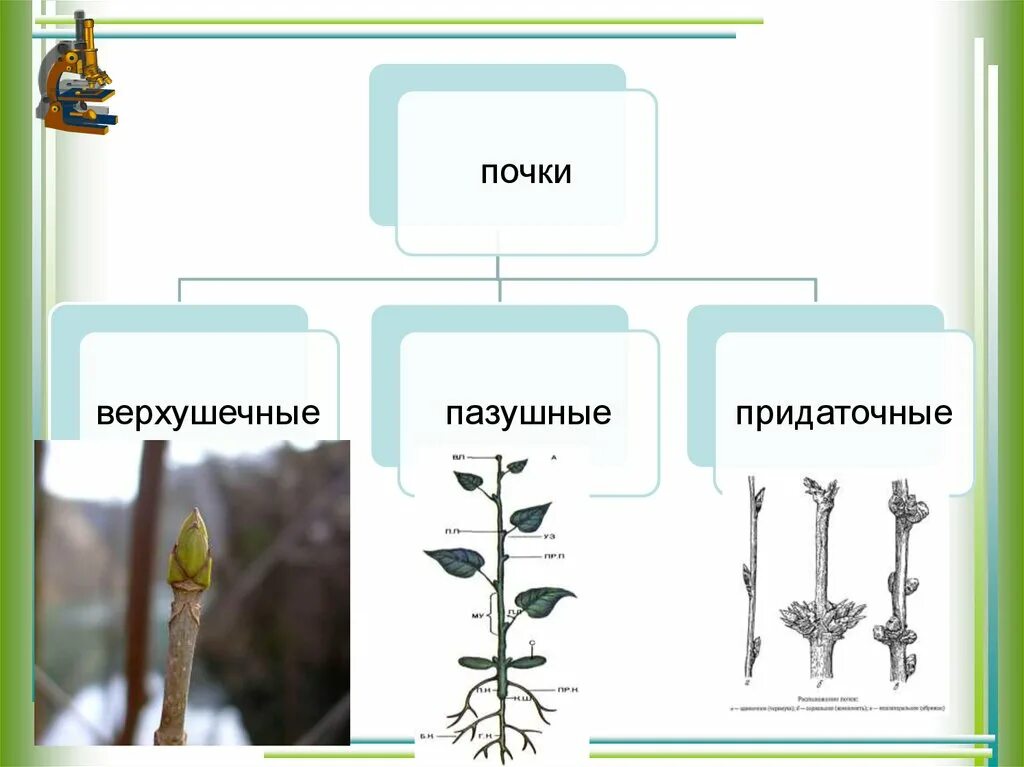 Побег задания 6 класс биология. Почки верхушечные пазушные придаточные. Придаточная почка это в биологии 6 класс. Верхушечные боковые пазушные придаточные почки. Верхушечные и пазушные почки у растения.