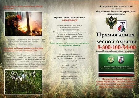 Листовки в лесу
