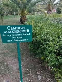 Самшит пицунда