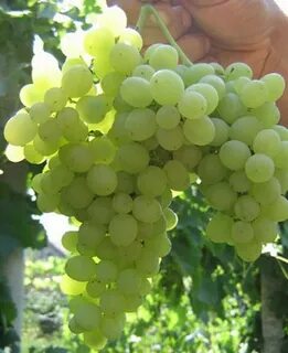 Виноград кишмиш 342 отзывы